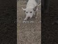 "Pure love and peace: A dog's heartfelt moments during the time of Azaan."#trending #azan #allah #vi