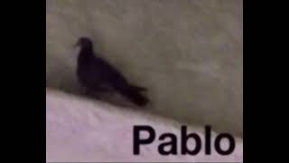 Pablo The Crow Meme 121