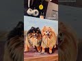 Funny #funny #funnydogs #funnyvideo #dog #art #dogshorts #doglife #happy #love #california #puppy