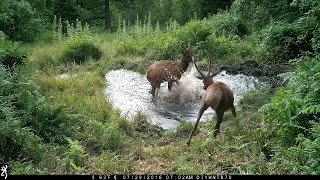 Spike Elk Playing In A Pond
