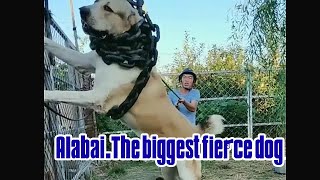 Alabai.The biggest fierce dog.Alabai Central Asian Shepherd Biggest ferocious dog huge dog Giant dog