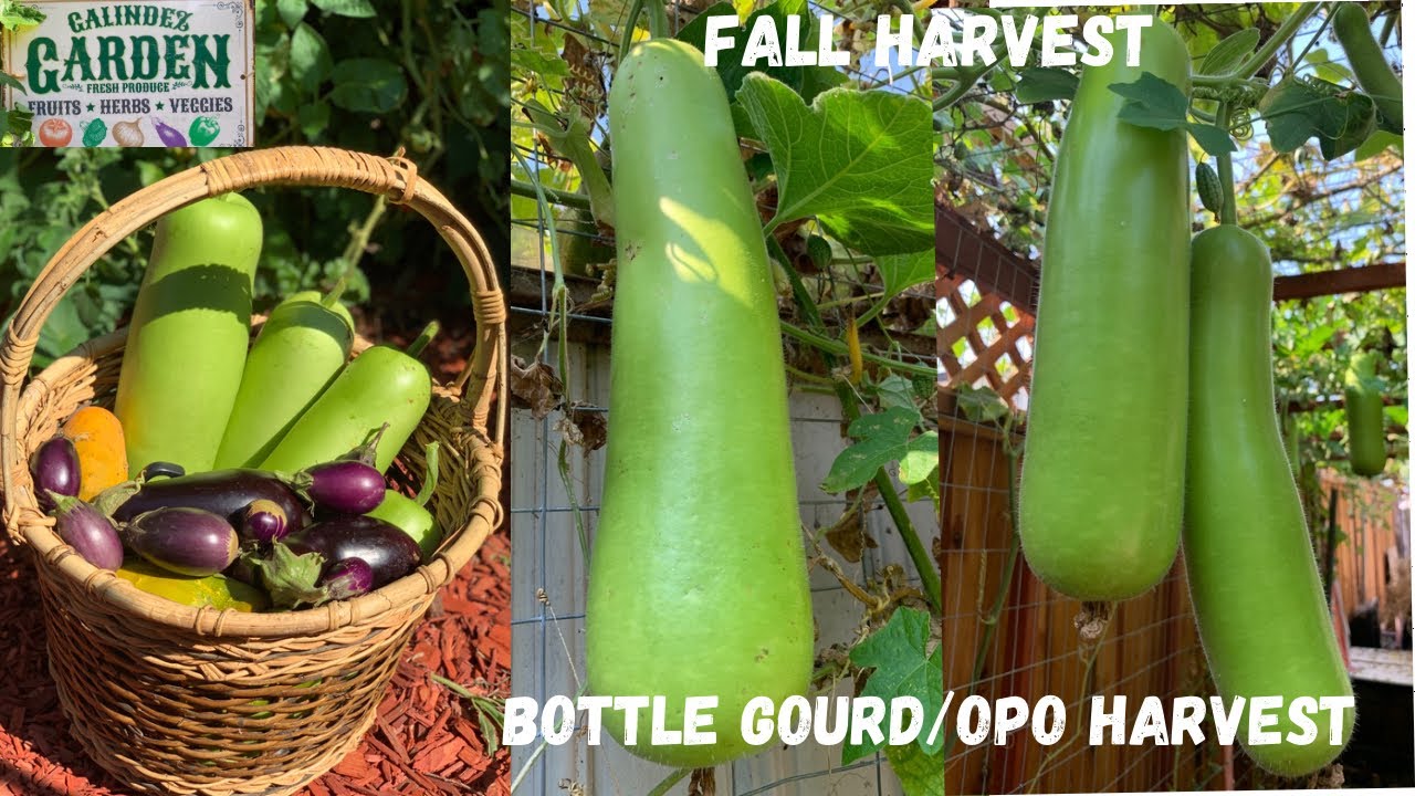 Filipino Bay Area Gardeners Harvest More Bottle Gourds/Opo/Upo FALL