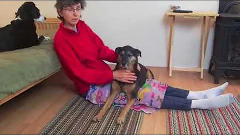 Psychiatric Service Dog Anxiety Tasks Online Class 2025