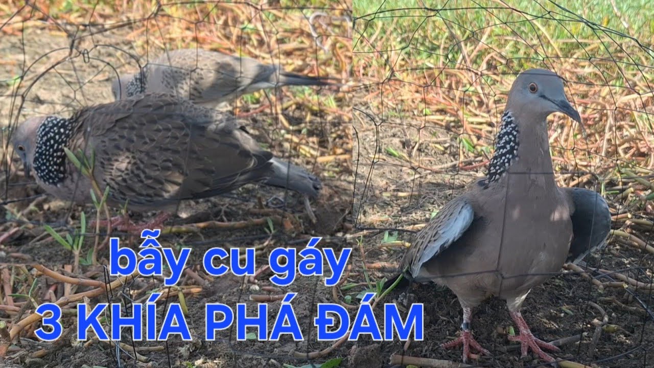 bẫy cu gáy.4/11 kèo bị con 3 khía phá đám lúc gay cấn - YouTube