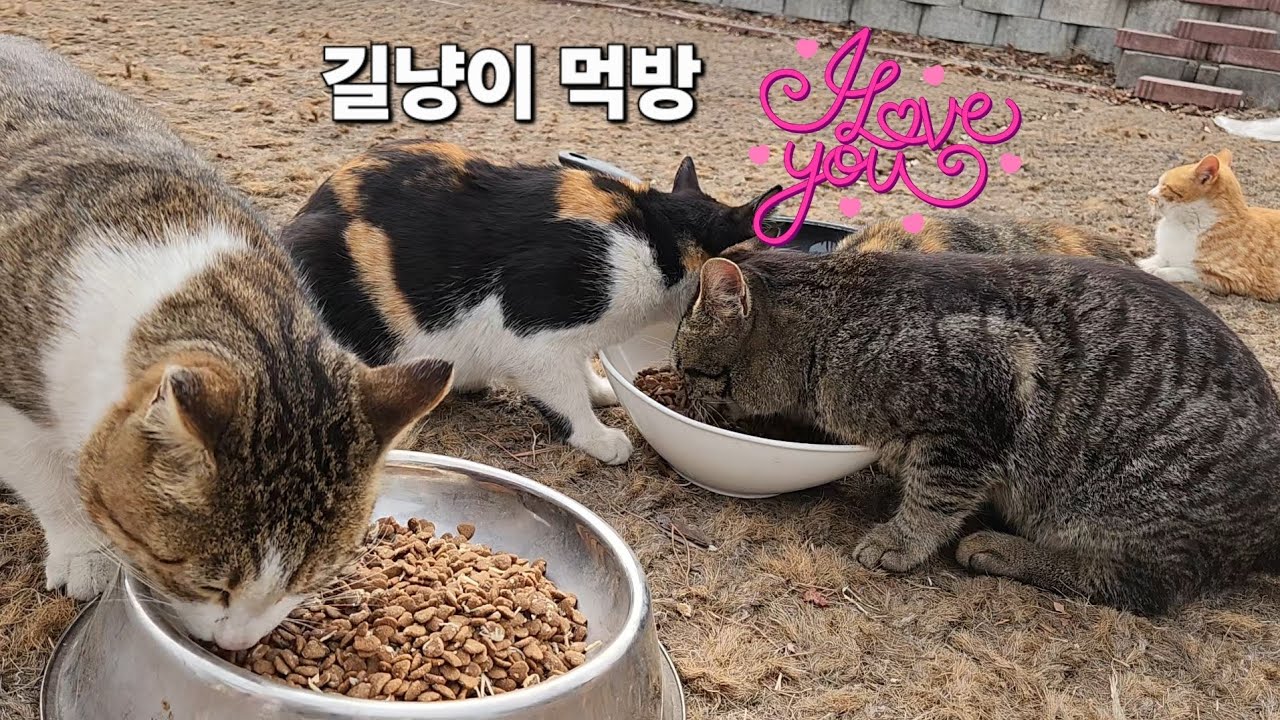 천사들의 먹방 ~♡#길냥이구조 #고양이 #korea 