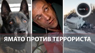 Миллиард На Посадках Собака Взяла След Поджигателя Трактор Разорвало В Дтп Темная Полоса Пляжа