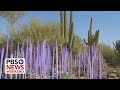 Glass artist Dale Chihuly's exhibit takes inspiration from Arizona's desert landscape