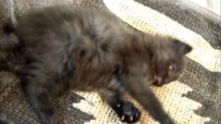 American Bobtail Kittens for sale by michellelomtnmom 728 views 9 years ago 4 minutes, 19 seconds