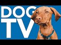 Nature EXTRAVAGANZA for Dogs! TV to Calm and Entertain Your Dog! 🐶
