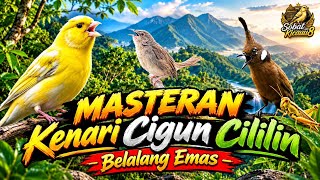 MASTERAN BURUNG KENARI CILILIN BELALANG EMAS CIGUN 💯% GACOR 
