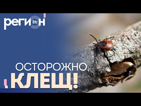 Регион LIFE | Осторожно, клещ! | ОТС LIVE — прямая трансляция