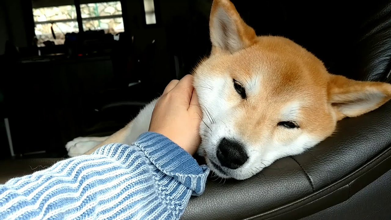 ば 柴犬 まつ