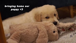 bringing home our golden retriever puppy ❤️