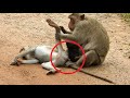 Now Loving monkeys forced her.....????