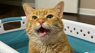 Cat Hates Everyone - Especially Kids Until One Day Everything Changes