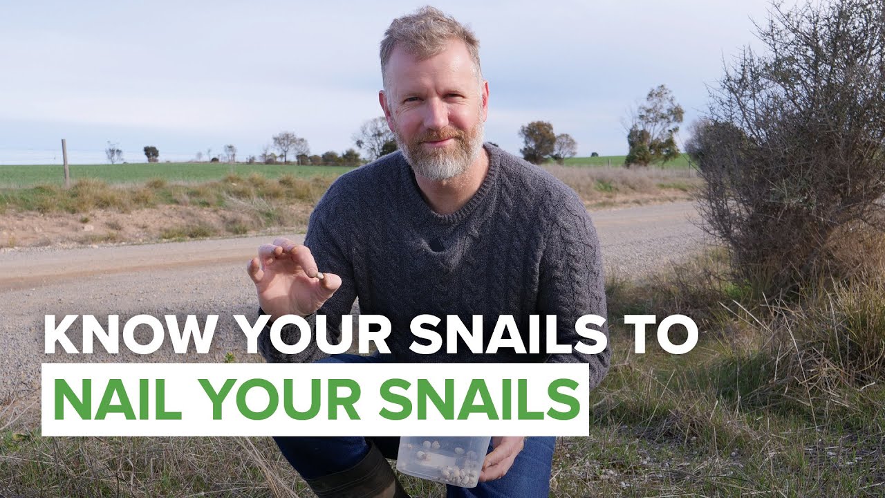 Nail the snails: An ID guide