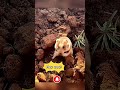 Một bên “chiến thần sinh tồn”, Một bên “cục bông báo thủ” 🐹 #hamster #bạncóbiết #funnyshorts