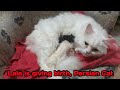 Lala&#39;s giving birth | Persian Cats | additional 2 kiitens