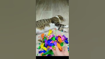 Cat Barsik Beads 🌈🌳🍭 Reverse video #funnyreversecat #cat #funny