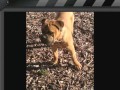 Bullmastiff canjon