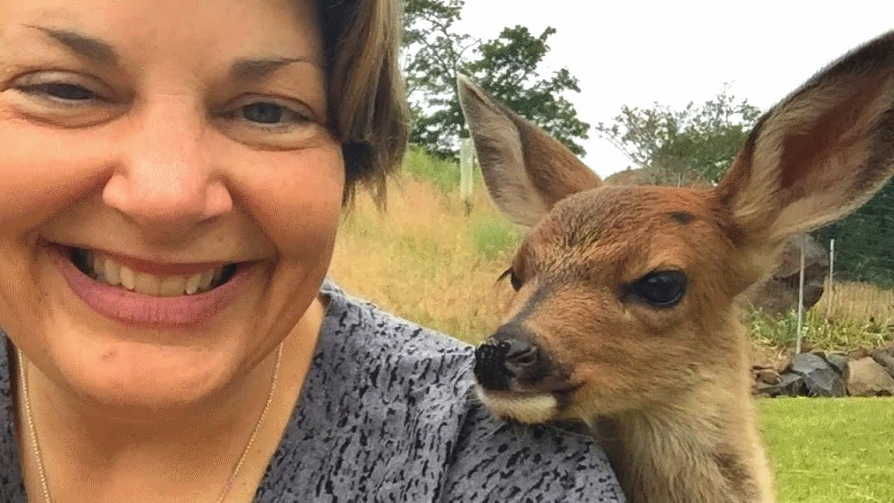 Lone Baby Deer Asked A Family For Help Their Response Might Surprise lone-baby-deer-asked-a-family-for-help-their-response-might-surprise