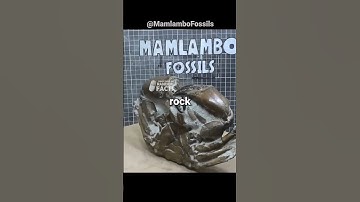 The Genius Tool That Saves Ancient Fossils