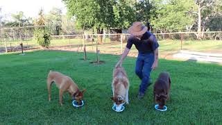 Food Etiquette 05 - Feeding Multiple Dogs