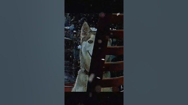 Que cachorro? #medo #terror #skinwalker #skinwalkers #cachorro #lendas