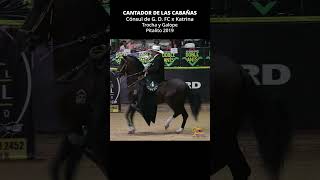 CANTADOR DE LAS CABAÑAS TROCHA Y GALOPE 2019 #trochaygalope #horse #shortsvideo