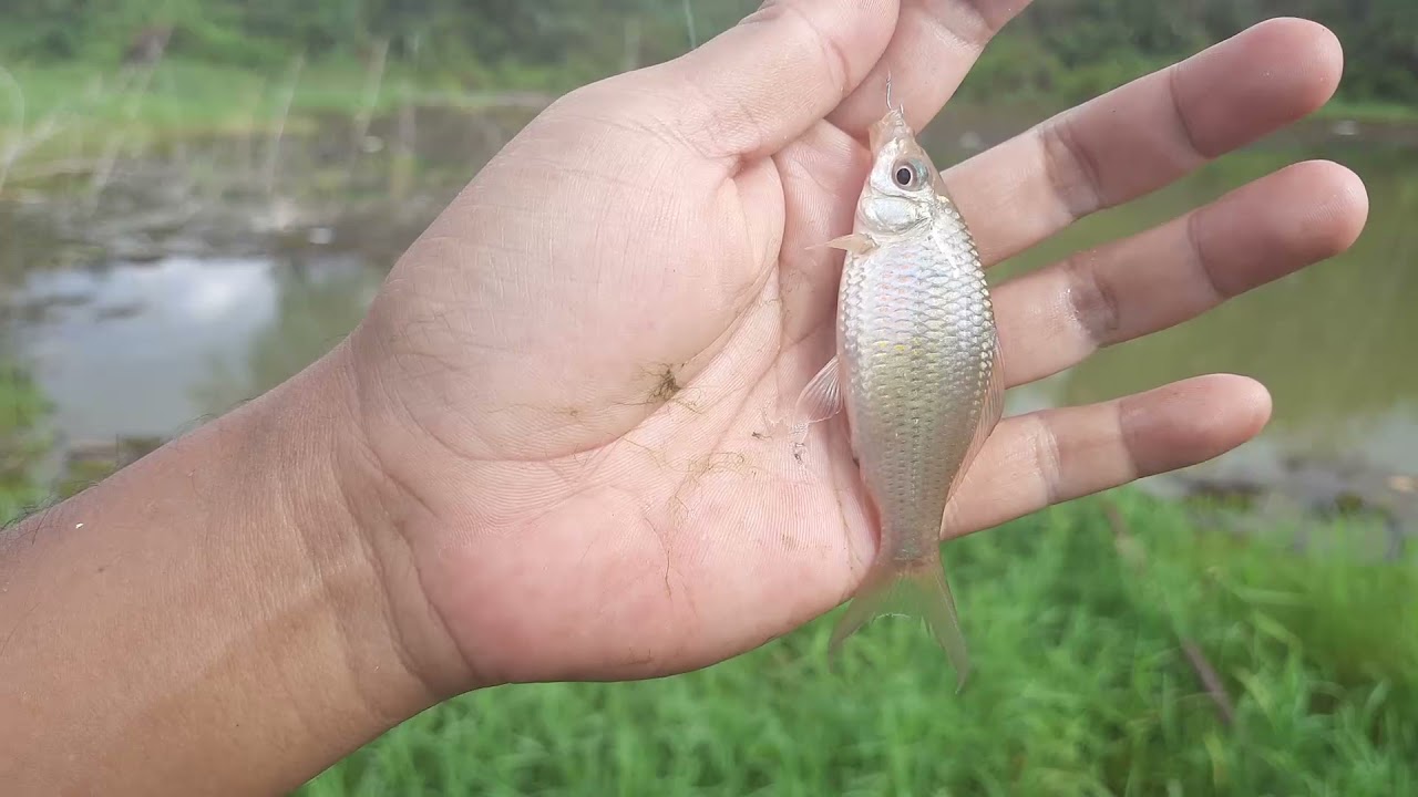 Mancing wader air keruh (Video diambil sebelum Bulan Ramadhan)