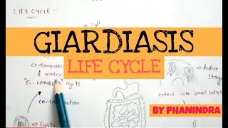 giardiasis life cycle animation)