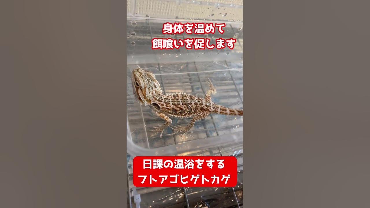 温浴するフトアゴヒゲトカゲ Shorts Youtube