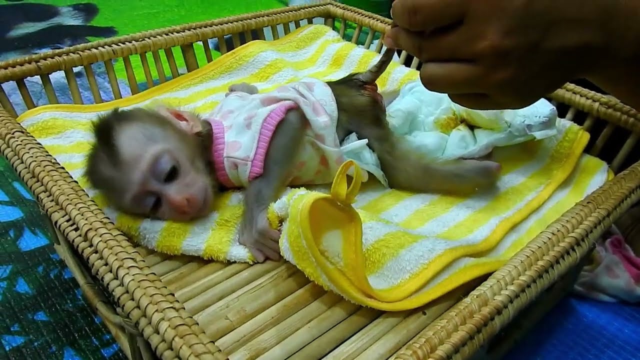 Poor Doddy Lay Down On Towel For Mom Wipe To Clean PoopPoop For Him