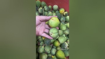 Cách NGƯỜI NGỦ CỦ THỨC #nguyenphuong #thanhmochuong #baithuocdangian #habe