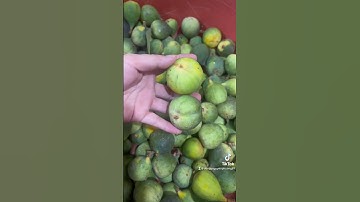 Cách NGƯỜI NGỦ CỦ THỨC #nguyenphuong #thanhmochuong #baithuocdangian #habe