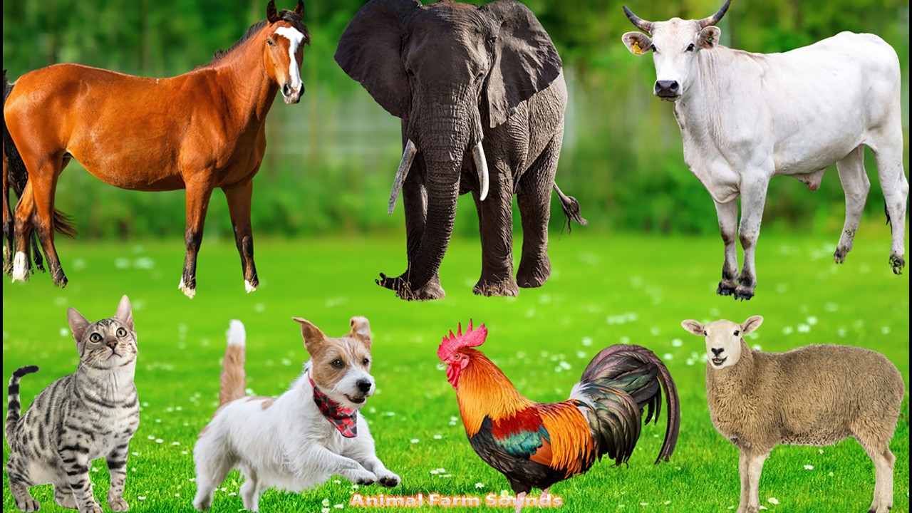 Farm Animals: Pig, Cat, Tiger, Goat,  Horse, Elephant, Cow, Chicken, Dog – Animal Video
