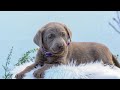 Silver Labrador Retriever Puppies for Sale