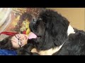 Me and my lovely Newfoundland Daima