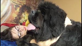 Me and my lovely Newfoundland Daima