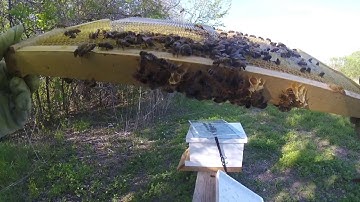 Adding a frame of sealed brood to the weak hive  Swapping hive positions Beekeeping