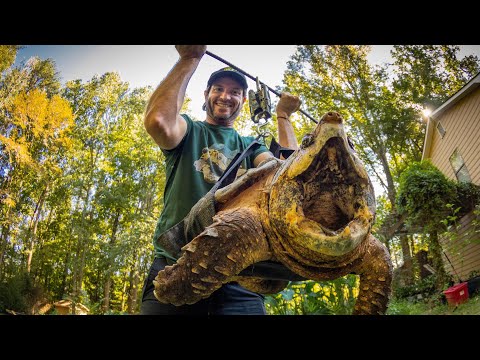 Weighing My BIGGEST Turtles and Tortoises!! 🐢💪🏼 Who’s the Heaviest??