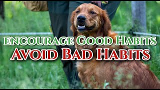 Dog Training is Avoiding Bad Habits and Encouraging Good Habits by DogBoneHunter 735 views 1 month ago 7 minutes, 12 seconds