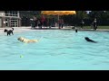 Dog Swim 2018 Recap