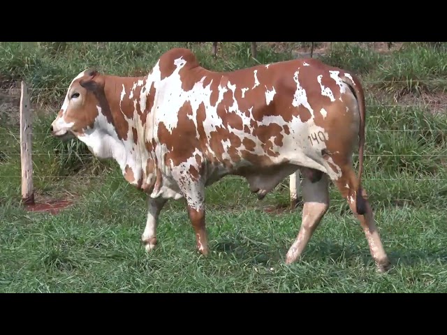 LOTE 02   14075 mp4