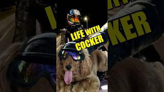Η ζωή μου με ένα cocker spaniel στο σπίτι! 🐾🐶