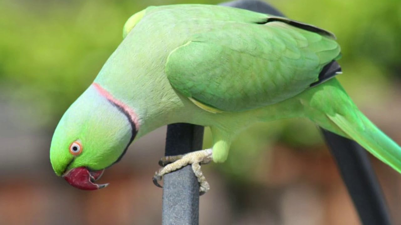 Ожереловый говорит. Ожереловый попугай. Изумрудный ожереловый попугай. Indian ringneck попугай. Ожереловый белый.