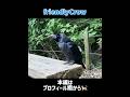 今日あったことを話してくれるカラス #カラス #crow #かわいい
