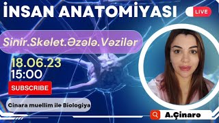 Anatomiya-1 (Sinir.Skelet.Ezele)