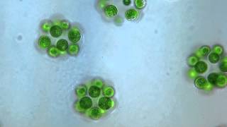 Eudorina colonial algae / Chlorophyta - 525x microscope