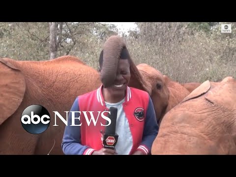 Baby elephant interrupts reporter's piece to camera
